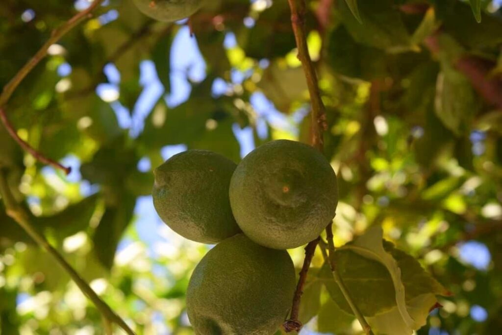 Main street of Nicosia - limes