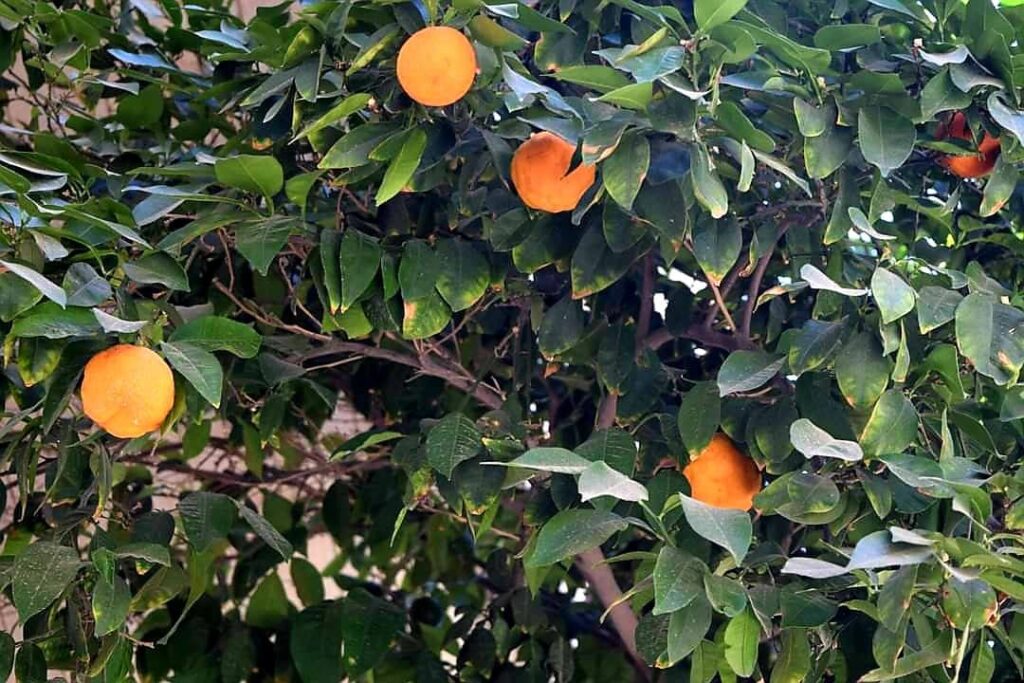 Main street of Nicosia - oranges