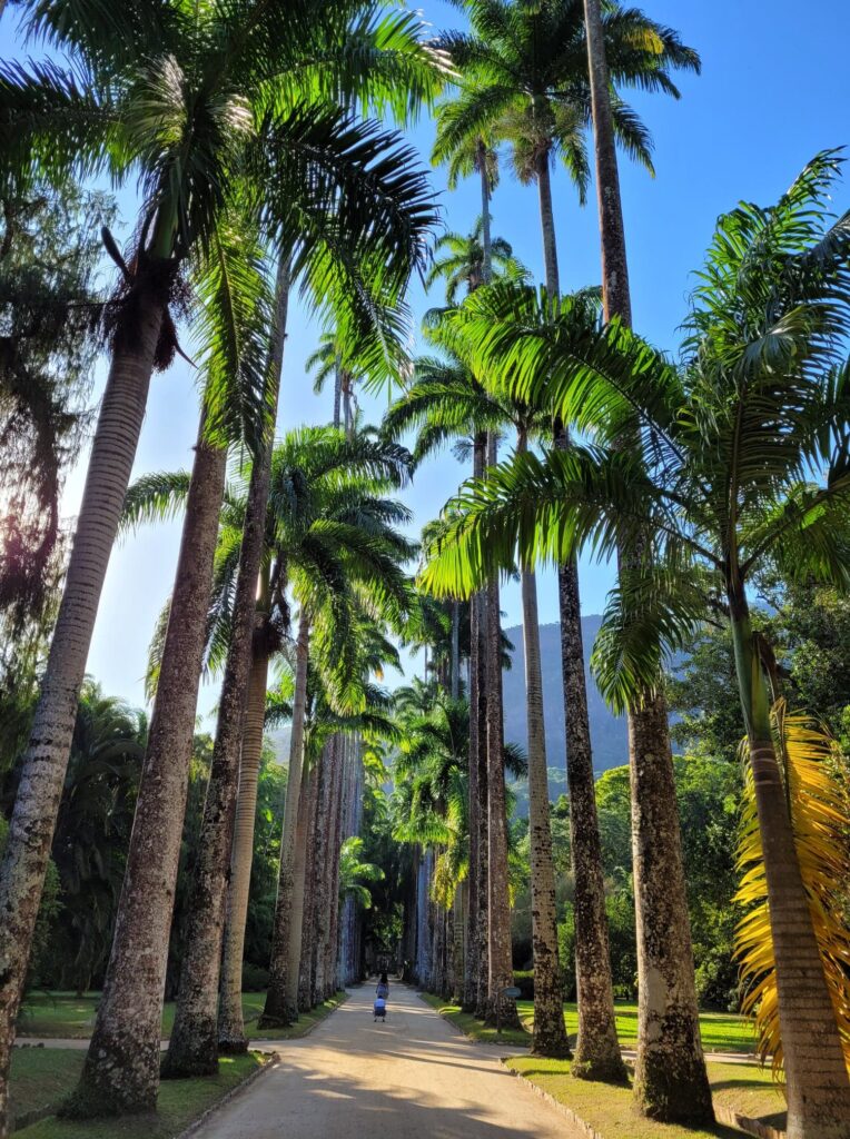 Jardim Botânico - Avenue of Royal Palms