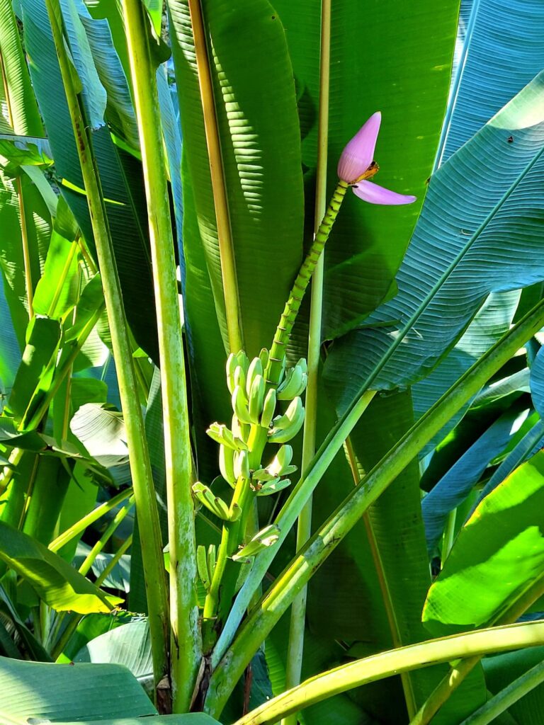 Tijuca Park - banana tree