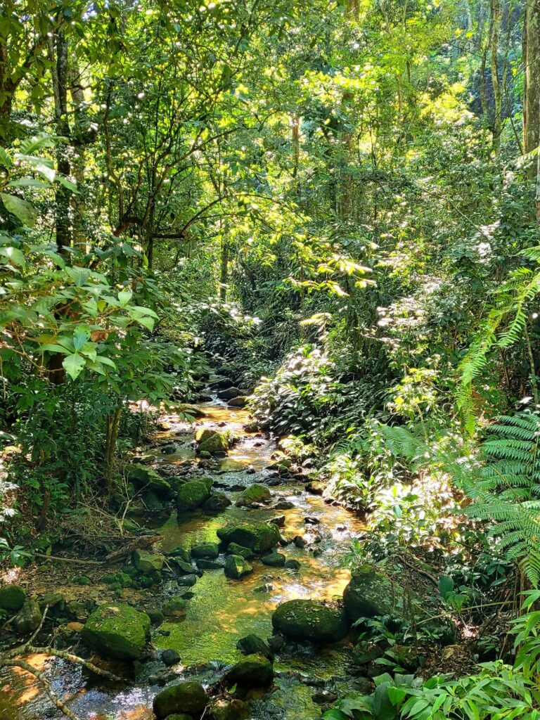 Tijuca Park